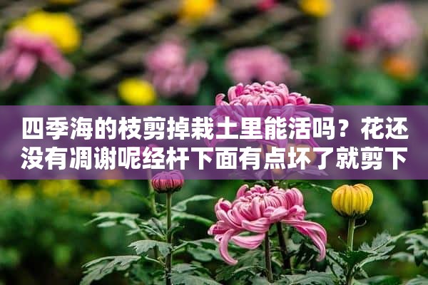 四季海的枝剪掉栽土里能活吗？花还没有凋谢呢经杆下面有点坏了就剪下来了。