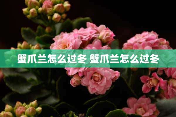 蟹爪兰怎么过冬 蟹爪兰怎么过冬