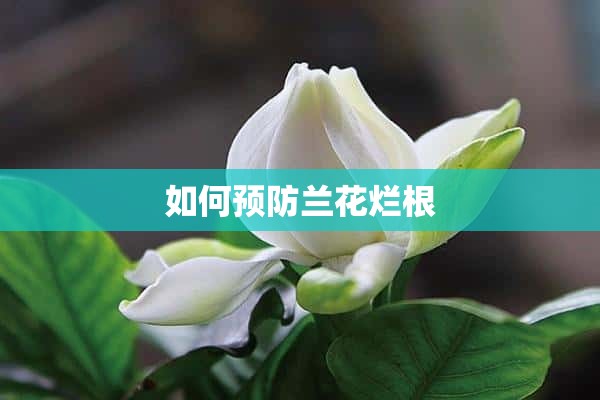 如何预防兰花烂根