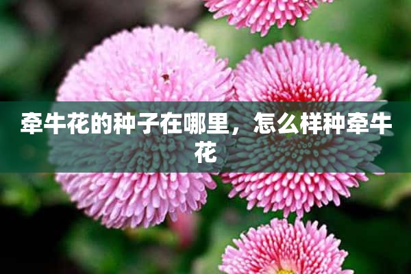 牵牛花的种子在哪里，怎么样种牵牛花