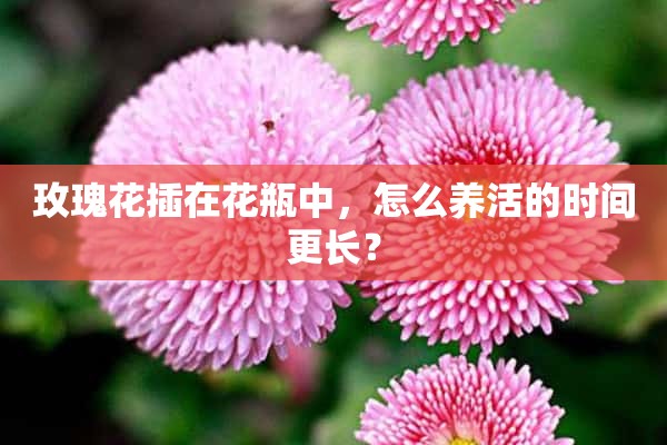 玫瑰花插在花瓶中，怎么养活的时间更长？