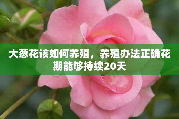 大葱花该如何养殖，养殖办法正确花期能够持续20天