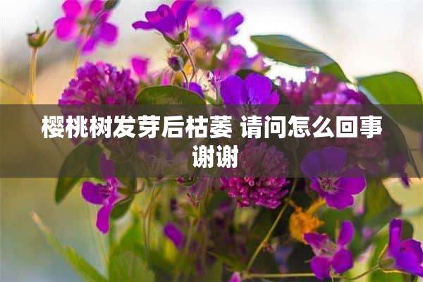 樱桃树发芽后枯萎 请问怎么回事 谢谢