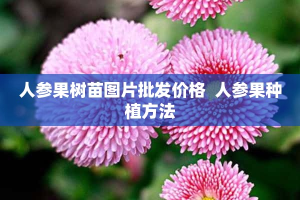 人参果树苗图片批发价格  人参果种植方法