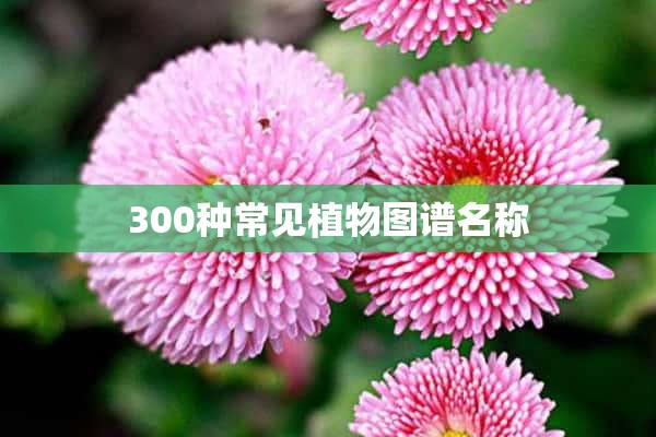 300种常见植物图谱名称