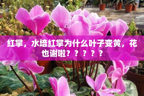 红掌，水培红掌为什么叶子变黄，花也谢啦？？？？？