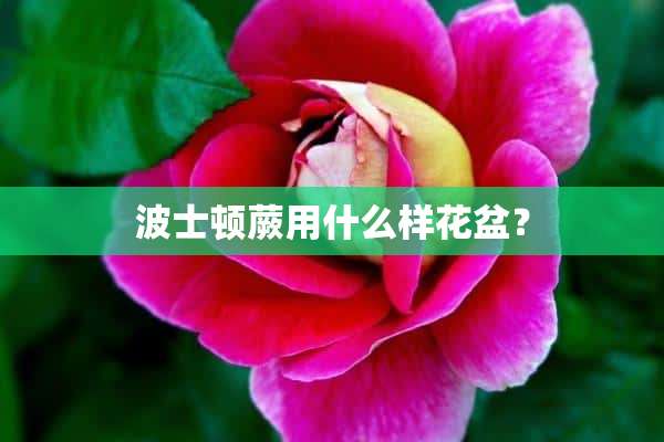 波士顿蕨用什么样花盆？