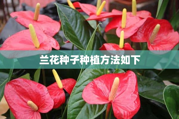 兰花种子种植方法如下