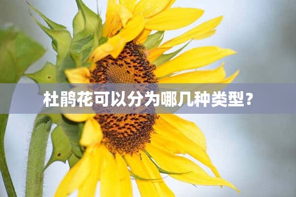 杜鹃花可以分为哪几种类型？