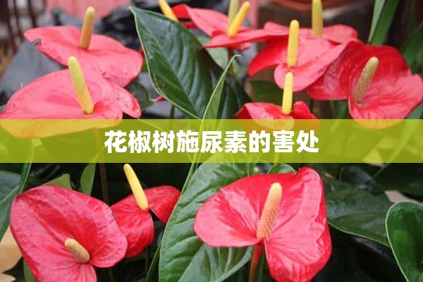 花椒树施尿素的害处