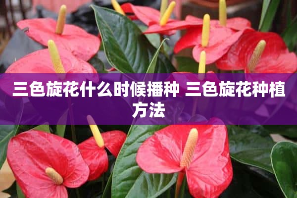 三色旋花什么时候播种 三色旋花种植方法