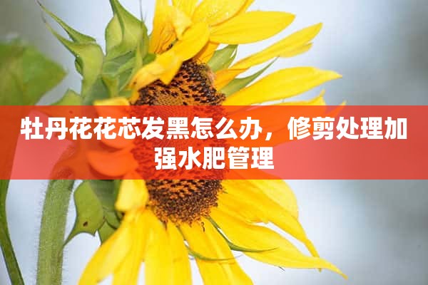 牡丹花花芯发黑怎么办，修剪处理加强水肥管理