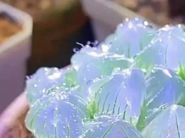 高温来袭，4种花“控水断粮”，才是保命上策 花卉 第7张