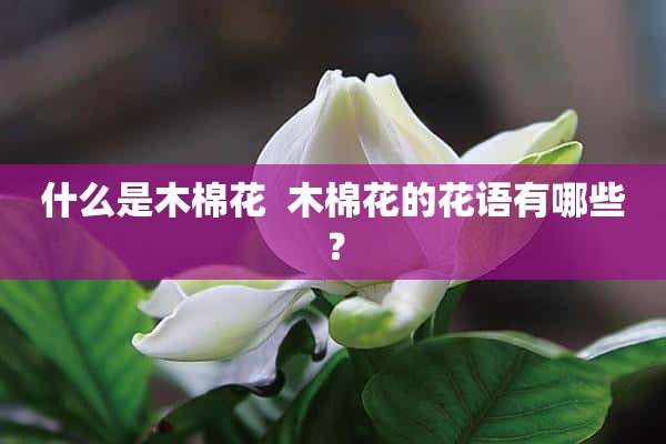 什么是木棉花  木棉花的花语有哪些？