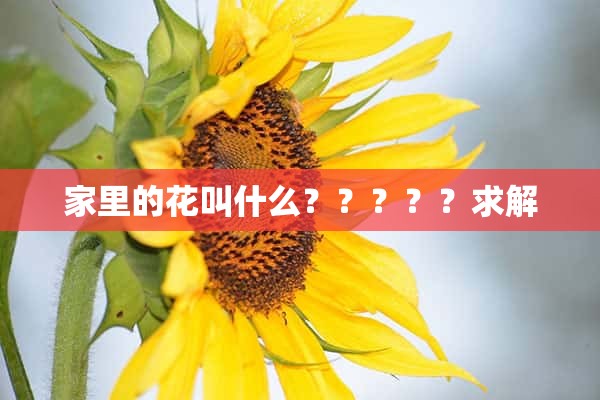 家里的花叫什么？？？？？求解