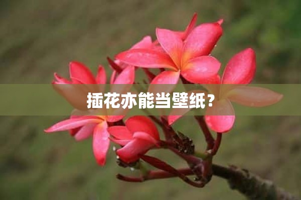 插花亦能当壁纸？