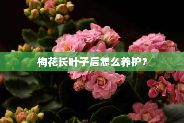 梅花长叶子后怎么养护？