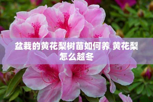 盆栽的黄花梨树苗如何养 黄花梨怎么越冬