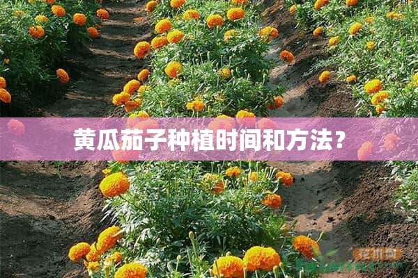 黄瓜茄子种植时间和方法？