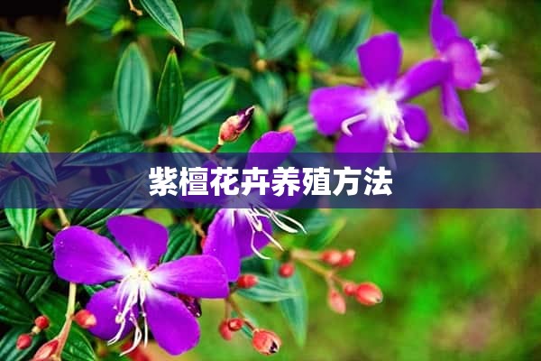 紫檀花卉养殖方法