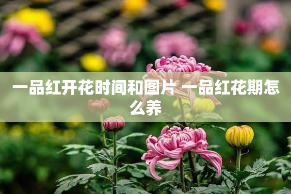 一品红开花时间和图片 一品红花期怎么养