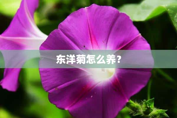 东洋菊怎么养？