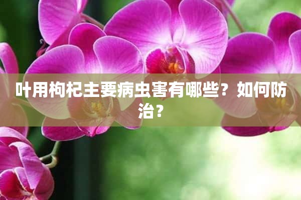 叶用枸杞主要病虫害有哪些？如何防治？