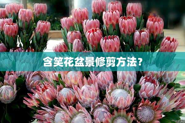 含笑花盆景修剪方法？