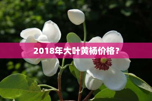 2018年大叶黄杨价格？