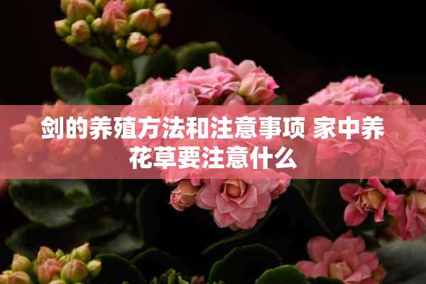 剑的养殖方法和注意事项 家中养花草要注意什么