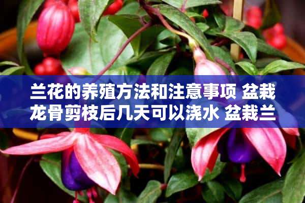 兰花的养殖方法和注意事项 盆栽龙骨剪枝后几天可以浇水 盆栽兰花被油烟熏到怎么办