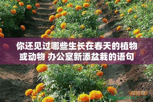 你还见过哪些生长在春天的植物或动物 办公室新添盆栽的语句