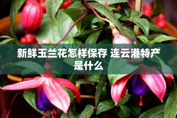 新鲜玉兰花怎样保存 连云港特产是什么