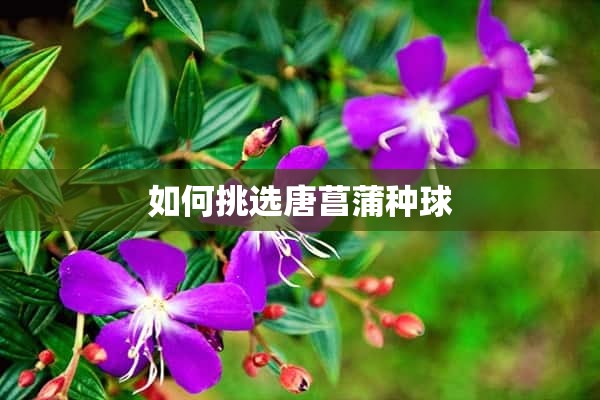 如何挑选唐菖蒲种球