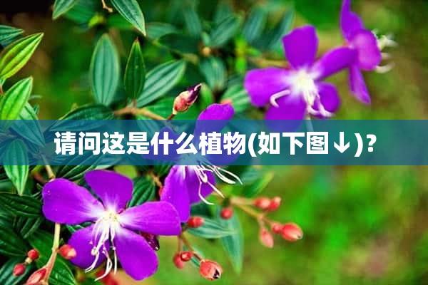 请问这是什么植物(如下图↓)？