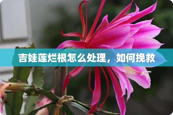 吉娃莲烂根怎么处理，如何挽救