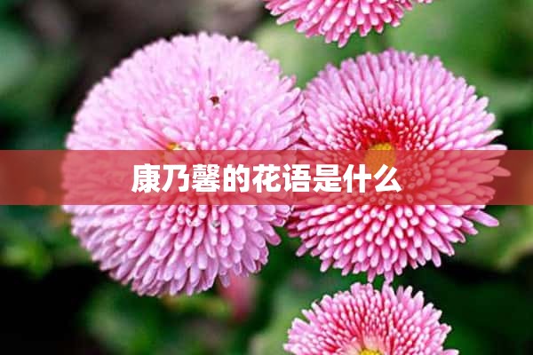 康乃馨的花语是什么