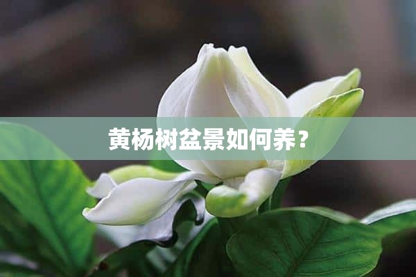 黄杨树盆景如何养？