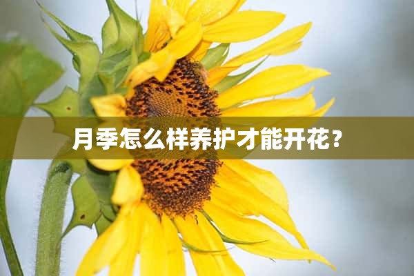 月季怎么样养护才能开花？