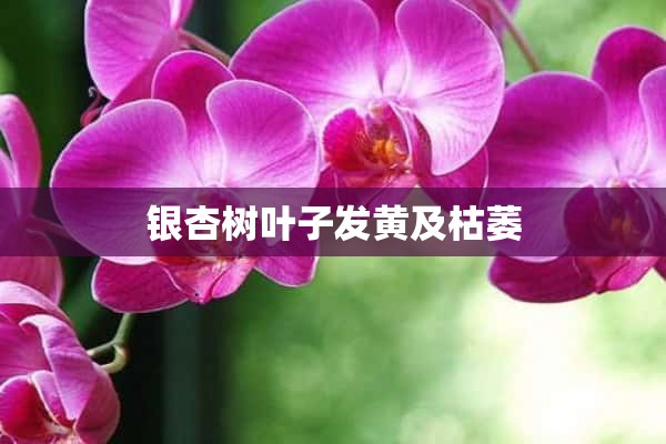 银杏树叶子发黄及枯萎