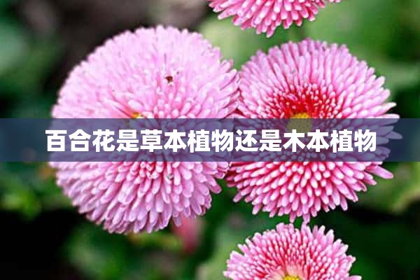 百合花是草本植物还是木本植物