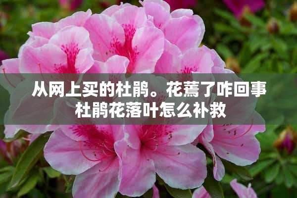 从网上买的杜鹃。花蔫了咋回事 杜鹃花落叶怎么补救