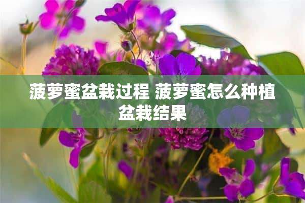 菠萝蜜盆栽过程 菠萝蜜怎么种植盆栽结果