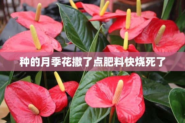 种的月季花撒了点肥料快烧死了