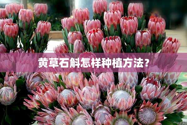 黄草石斛怎样种植方法？