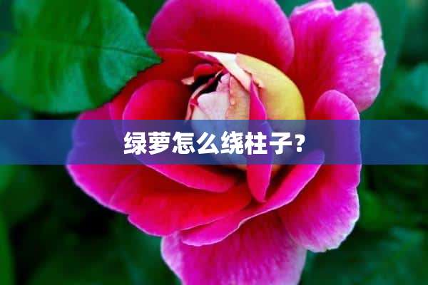 绿萝怎么绕柱子？