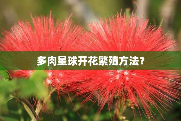 多肉星球开花繁殖方法？