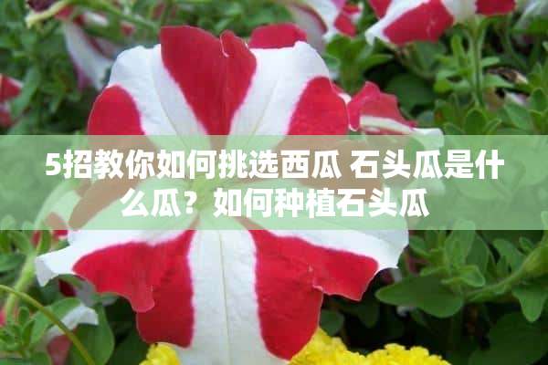 5招教你如何挑选西瓜 石头瓜是什么瓜？如何种植石头瓜