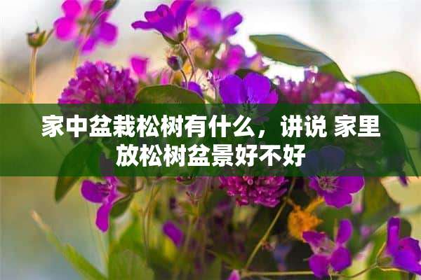 家中盆栽松树有什么，讲说 家里放松树盆景好不好