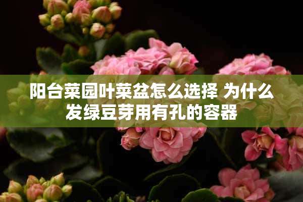 阳台菜园叶菜盆怎么选择 为什么发绿豆芽用有孔的容器